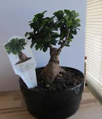 Ice Cube Bonsai 