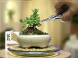 Indoor beginner bonsai