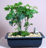 Ming Aralia