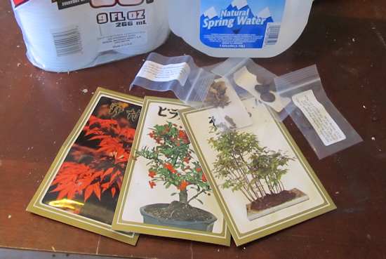 Various tree bonsai seeds