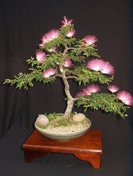 Albizia Julibrissin Mimosa Bonsai Persian Pink Silk Tree 