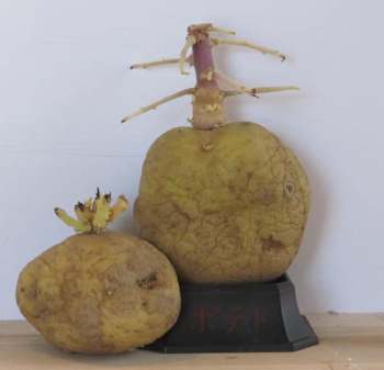 The potato bonsai