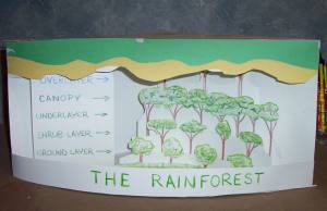 TROPICAL RAINFOREST DIORAMA