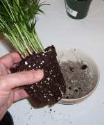 The soil