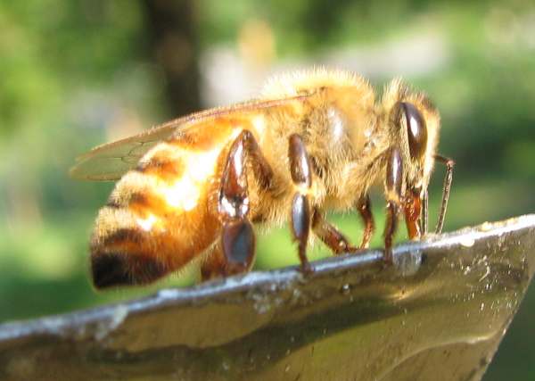 A picture of a honey bee 2