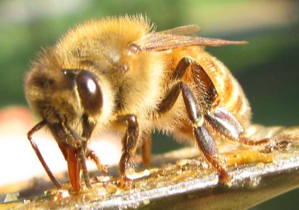 A picture of a bee 3