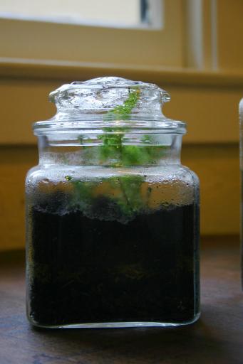 A Short Apothecary Jar Terrarium
