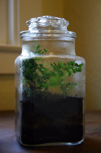A tall Apothecary Jar Terrarium