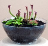 Carnivorous terrarium with live plants