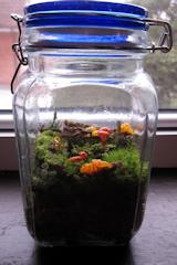 A mason jar terrarium