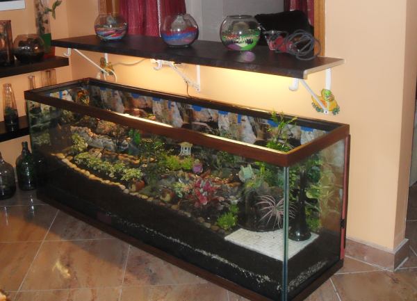 Terrarium Ideas Fish Tank