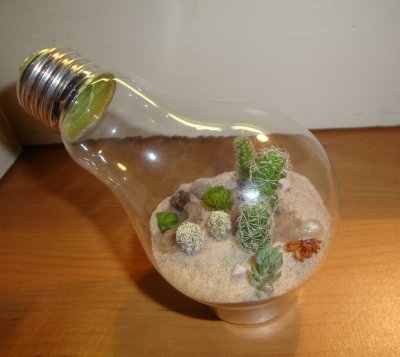 Desert terrarium inside a light bulb