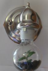 A terrarium inside a lightbulb