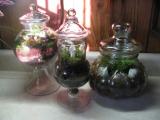 Apothecary Jar Terrariums 