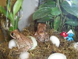 Frogs in a vivarium