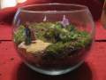 A second moss terrarium