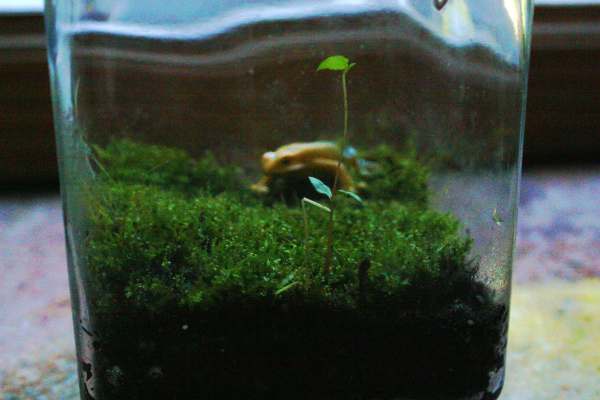 Simple moss terrarium with a frog