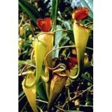 madagascar pitcher plant
