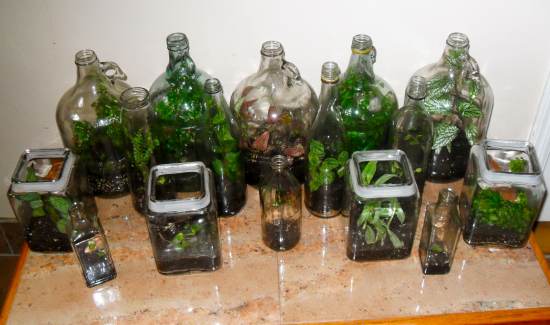 Recycled glass terrariums