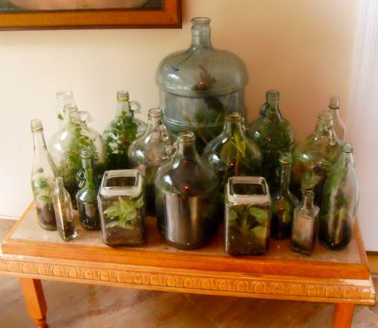 Reusing glass containers for terrariums