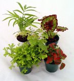 Terrarium plants